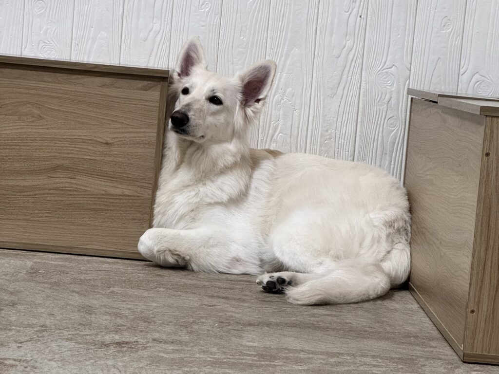 東京都江戸川区瑞江にある大型犬カフェ ほっとひと犬に在籍のシェパード。