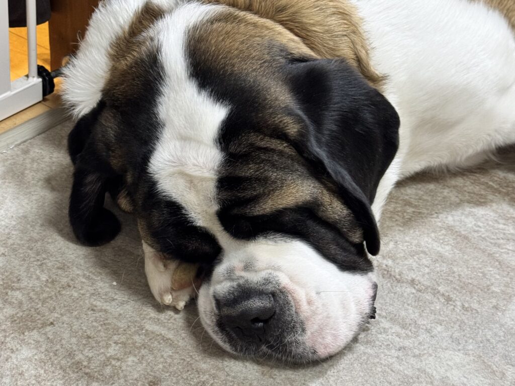 東京都江戸川区瑞江にある大型犬カフェ ほっとひと犬の寝ているセントバーナード。