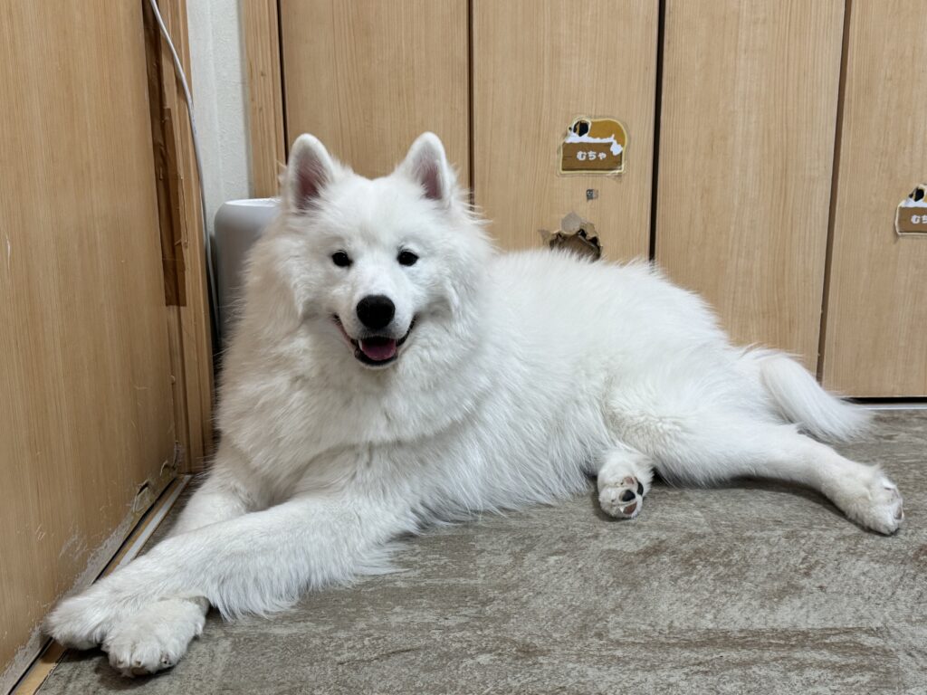 東京都江戸川区瑞江にある大型犬カフェ ほっとひと犬のサモエド。