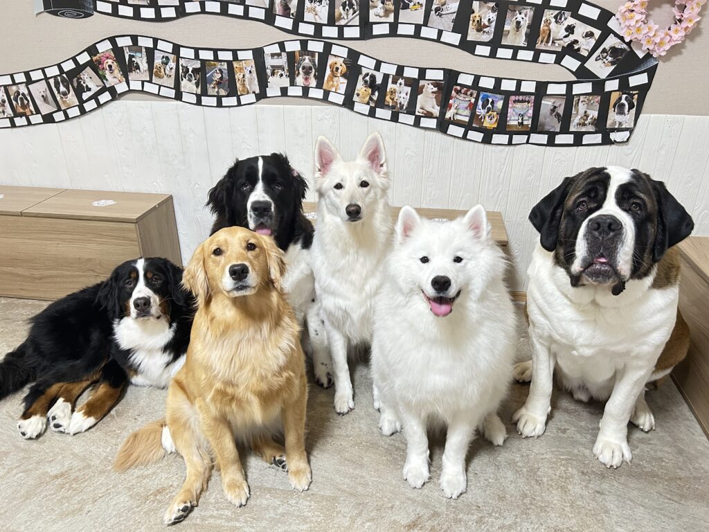東京都江戸川区瑞江にある大型犬カフェ ほっとひと犬の6頭の集合写真。