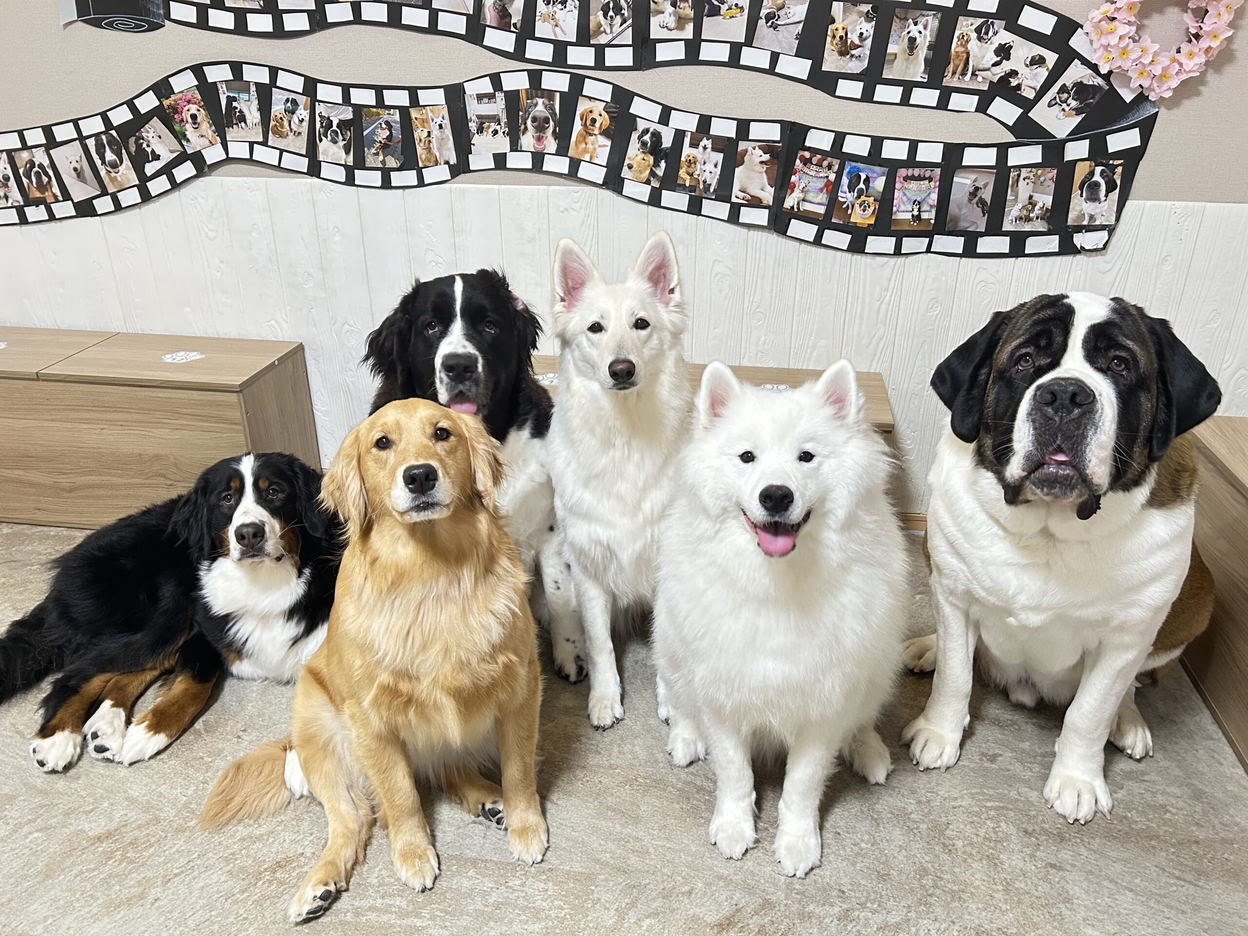 予約・料金 - 大型犬カフェ ほっとひと犬