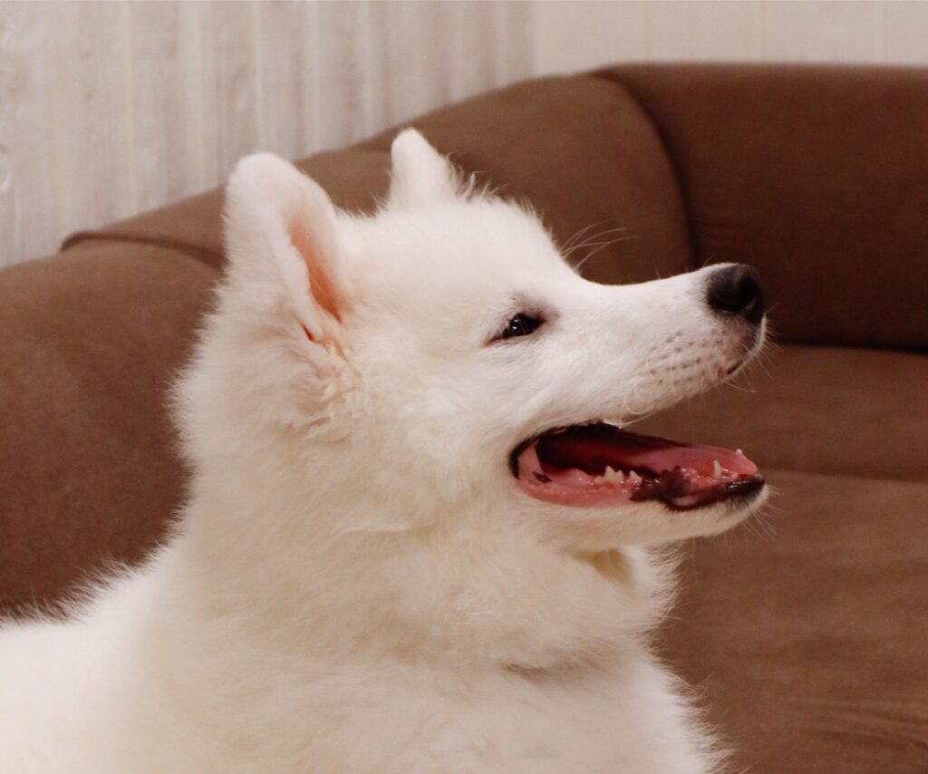 東京都江戸川区にある大型犬カフェのサモエドが、ほほ笑んでいる様子。