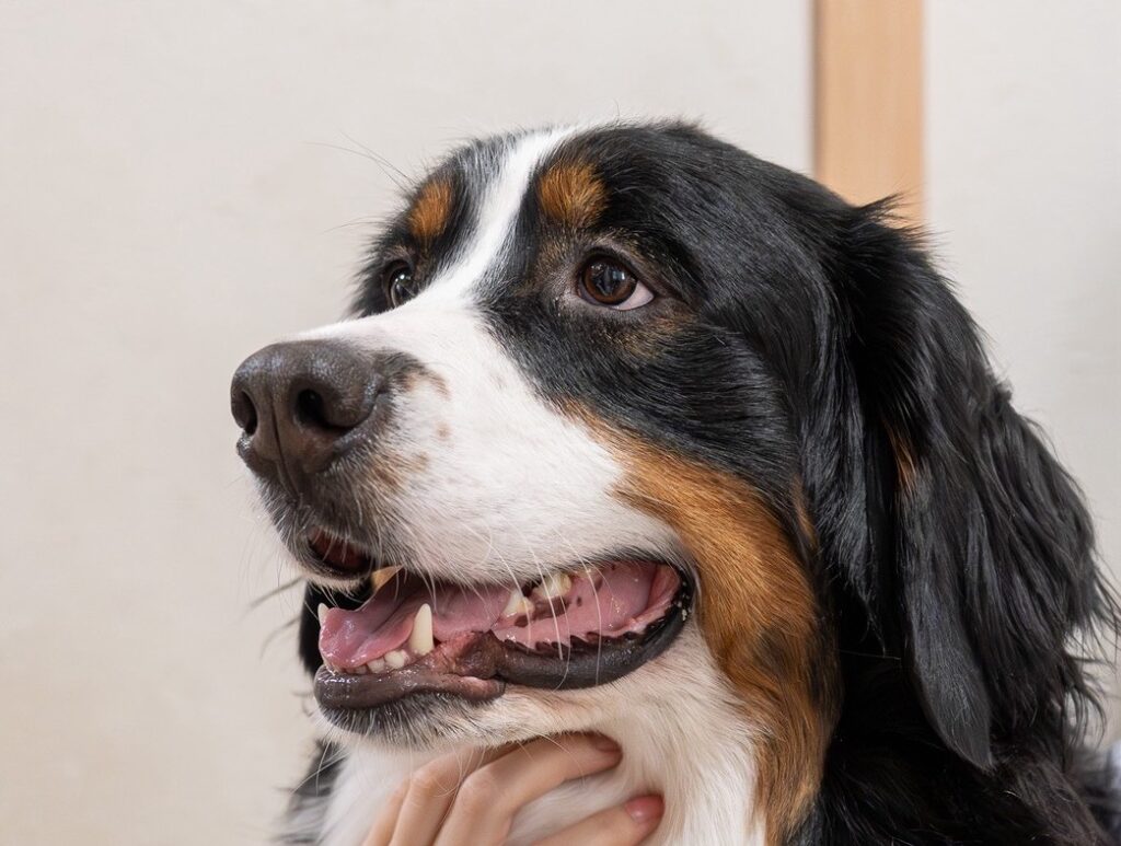 東京都江戸川区にある大型犬カフェのバーニーズの笑顔の様子