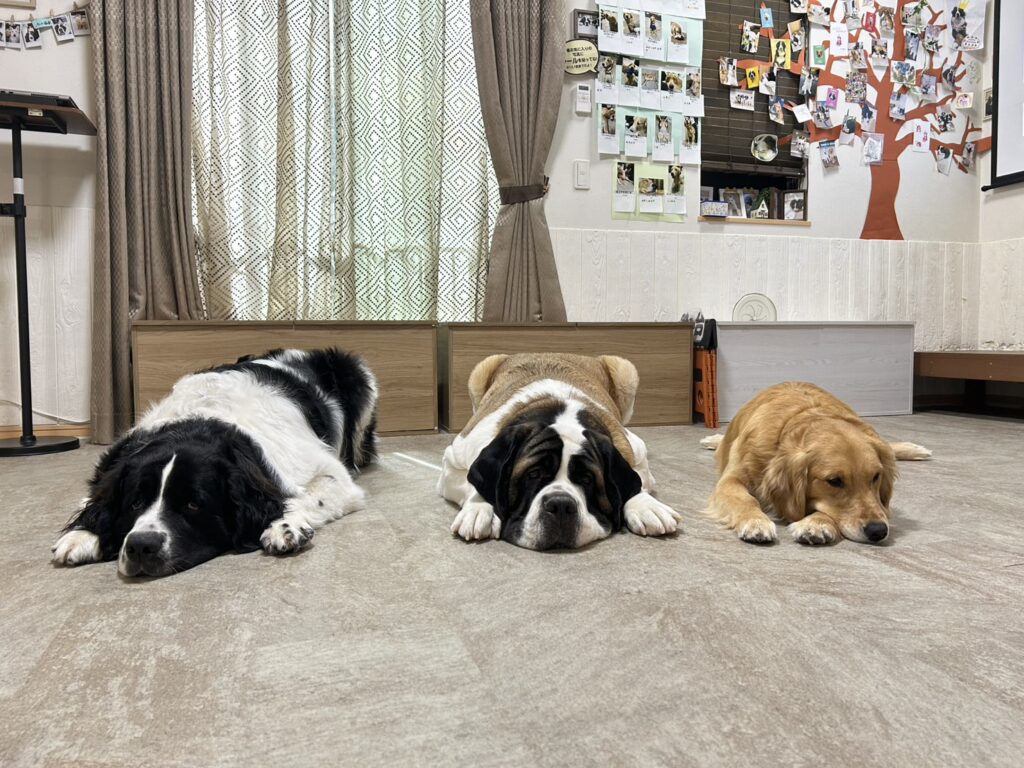 東京都江戸川区にある大型犬カフェの犬たちが、店内でゆったりとくつろぐ様子。