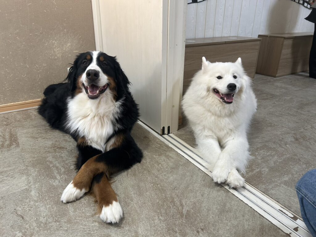 東京都江戸川区にある大型犬カフェの犬のサモエドとバーニーズが、店内でくつろいでいる様子。