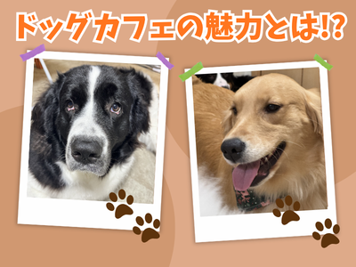 東京都江戸川区瑞江にある大型犬カフェの犬たち。