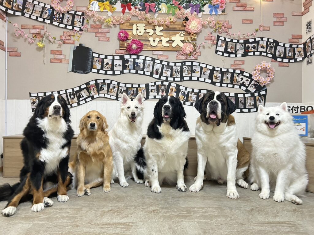 東京都江戸川区瑞江にある大型犬カフェ ほっとひと犬に在籍の6頭の集合写真。