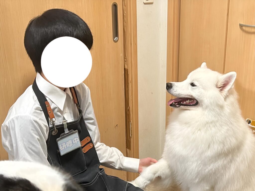 インターンシップ生と大型犬カフェ ほっとひと犬のサモエドあふろ。