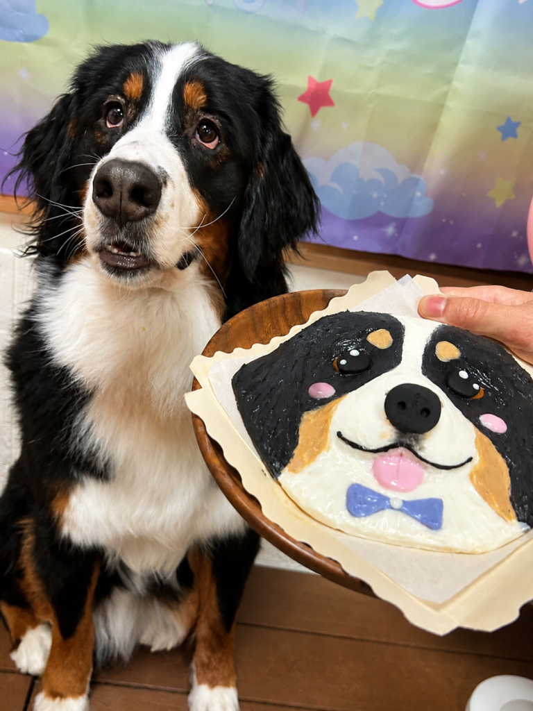 バーニーズマウンテンドッグの似顔絵ケーキ