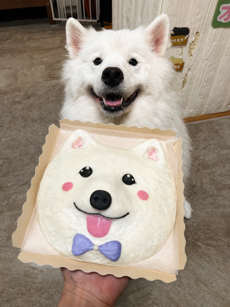 サモエドの似顔絵ケーキ