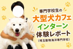 インターン生に抱っこされるサモエドの写真。