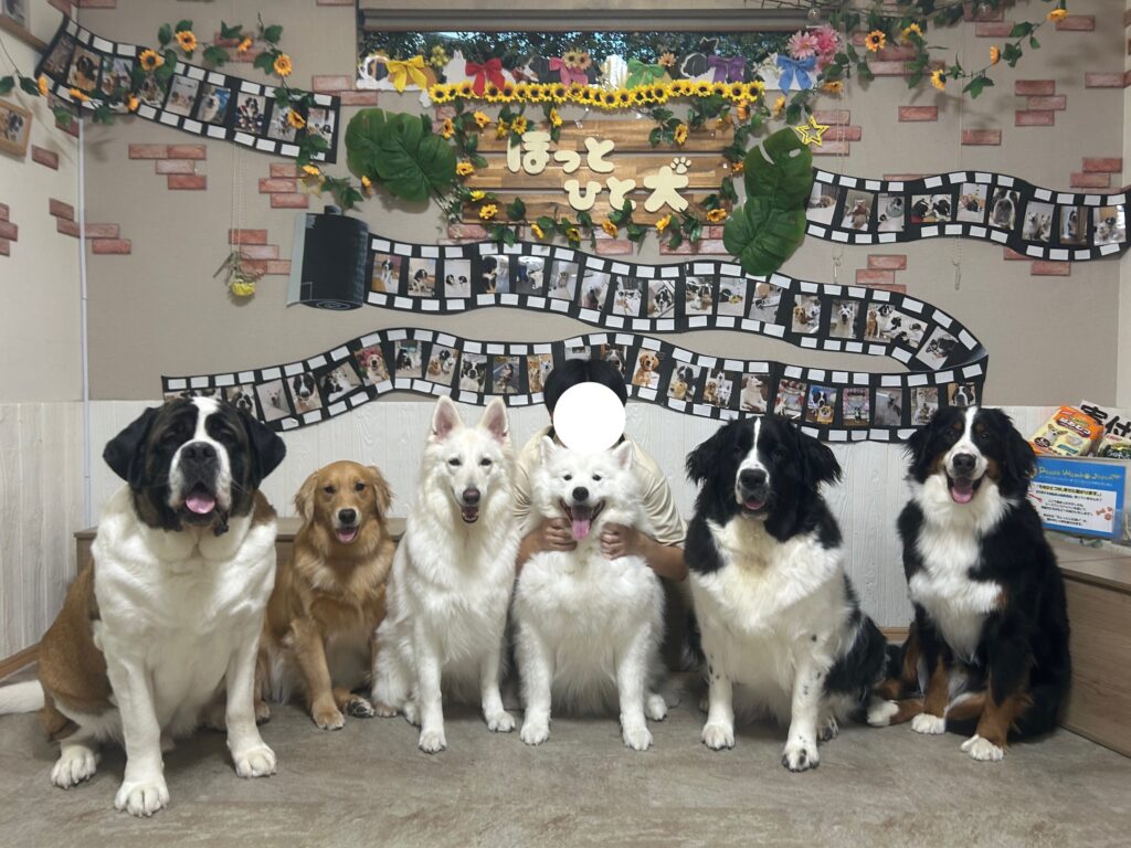東京都江戸川区瑞江にある大型犬カフェ ほっとひと犬の在籍犬6頭とインターン生の集合写真。
