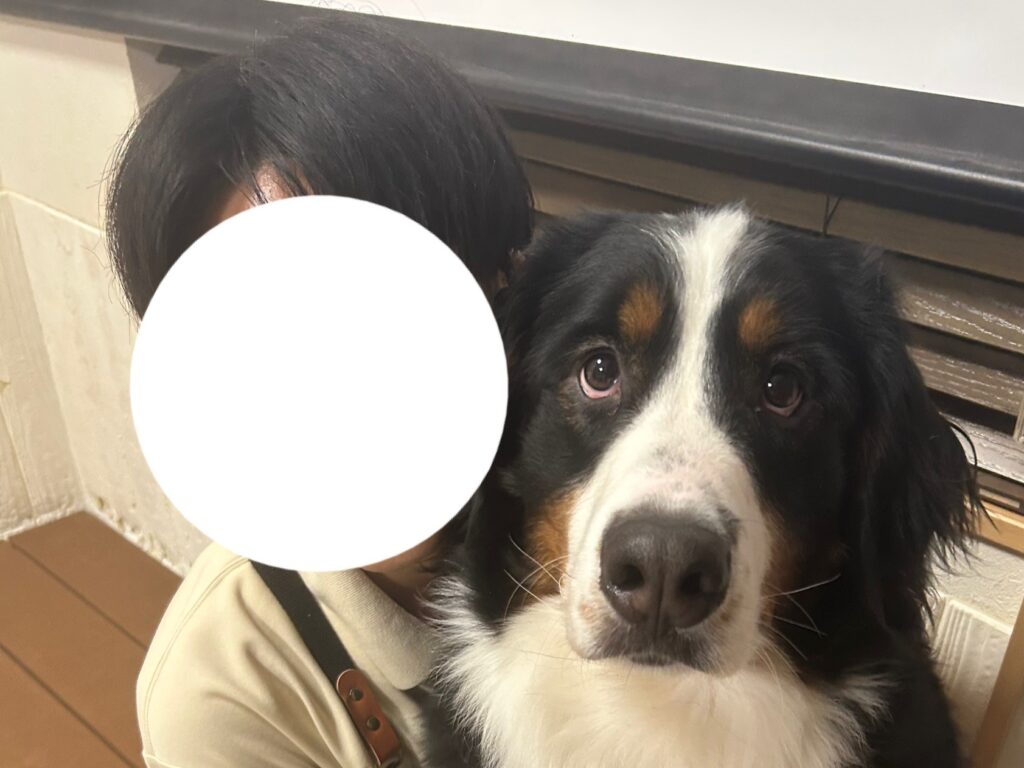 東京都江戸川区瑞江にある大型犬カフェ ほっとひと犬のバーニーズマウンテンドッグとインターン生の写真。