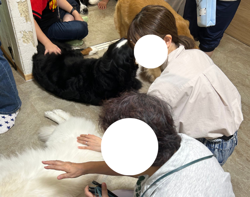 人にお腹を撫でてもらってる大型犬たち