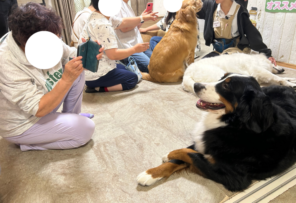 カメラで写真を撮られるバーニーズマウンテンドッグ