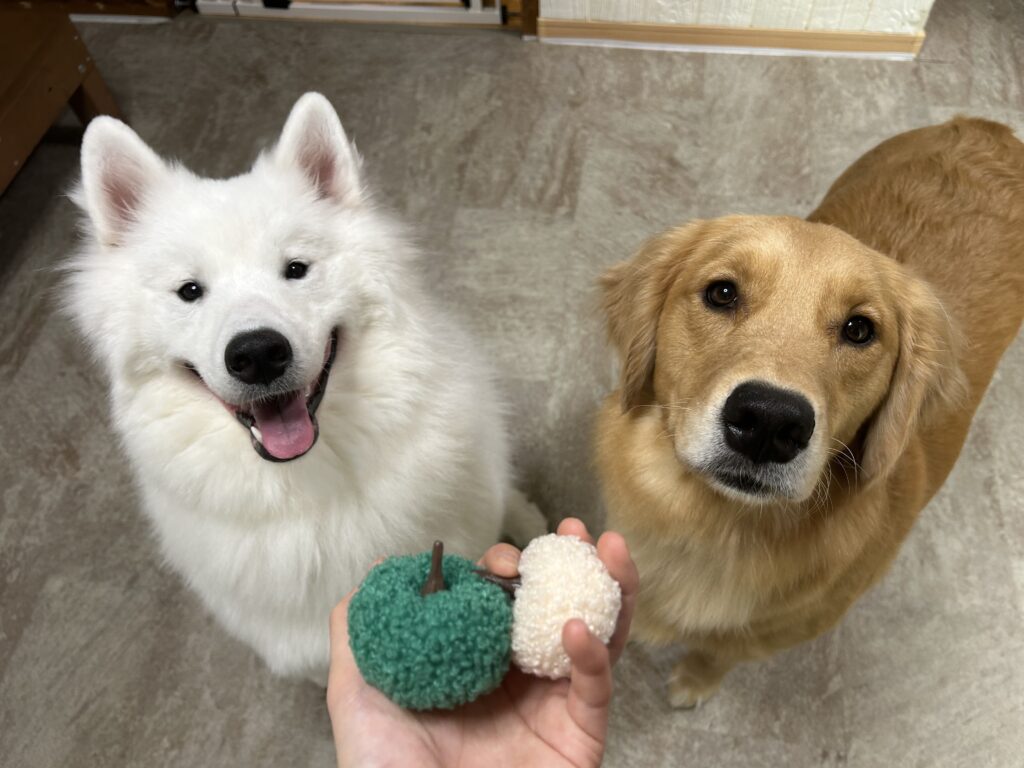 おもちゃを見つめるサモエドとゴールデンレトリバー