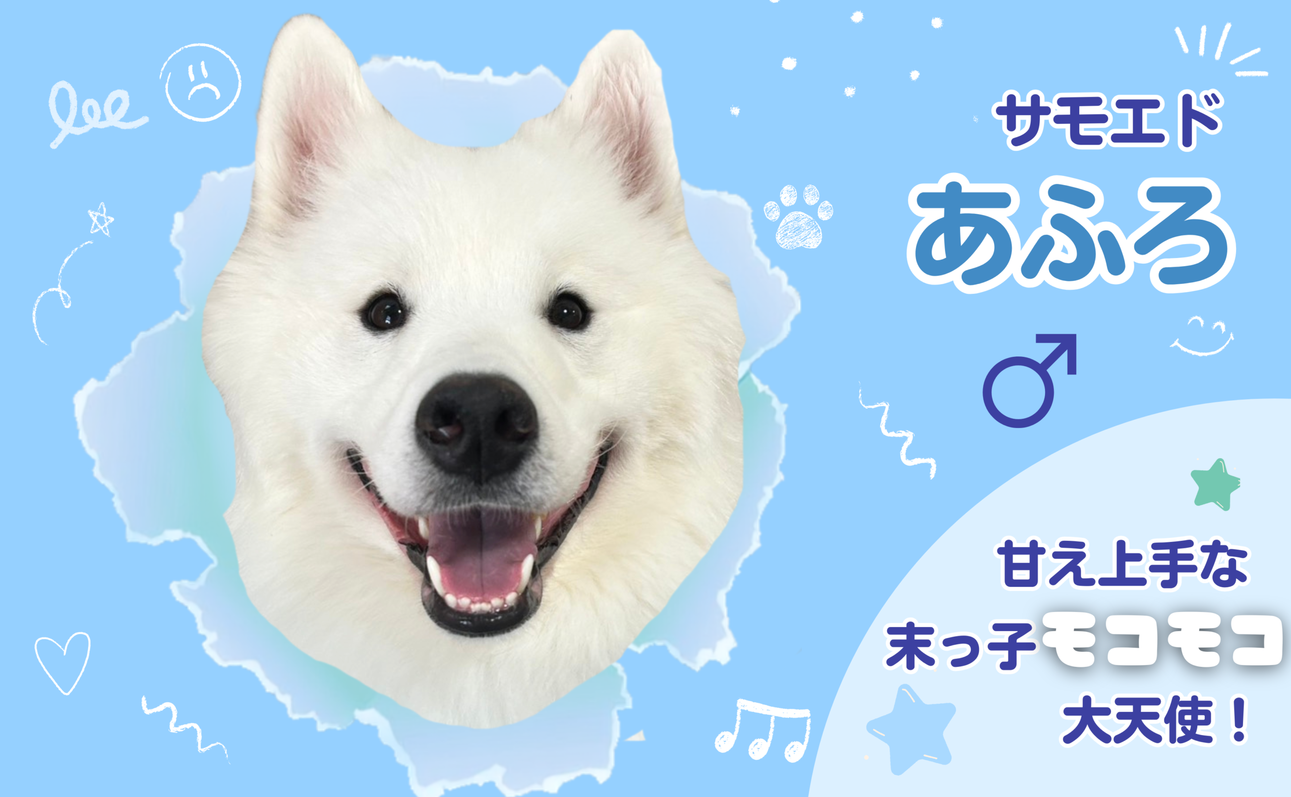 サモエドの紹介