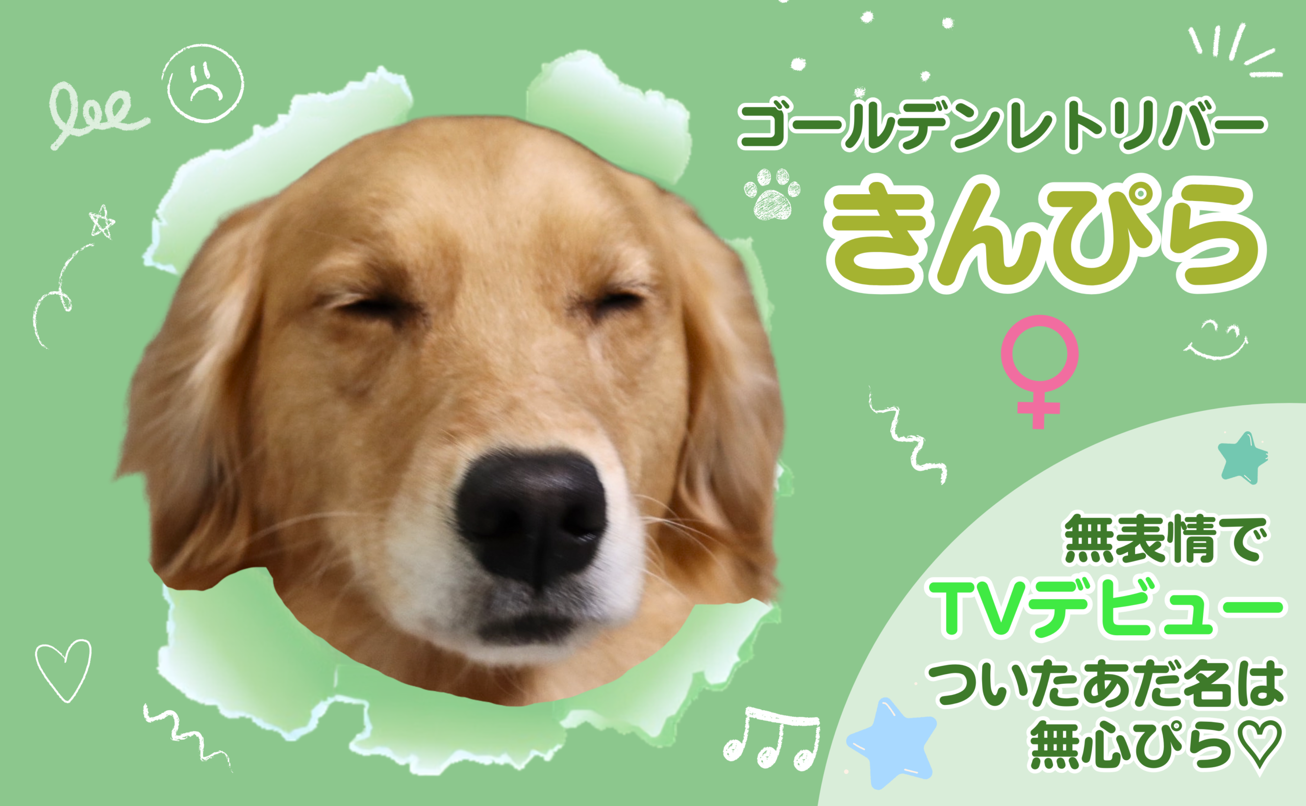 ゴールデンレトリバーの紹介