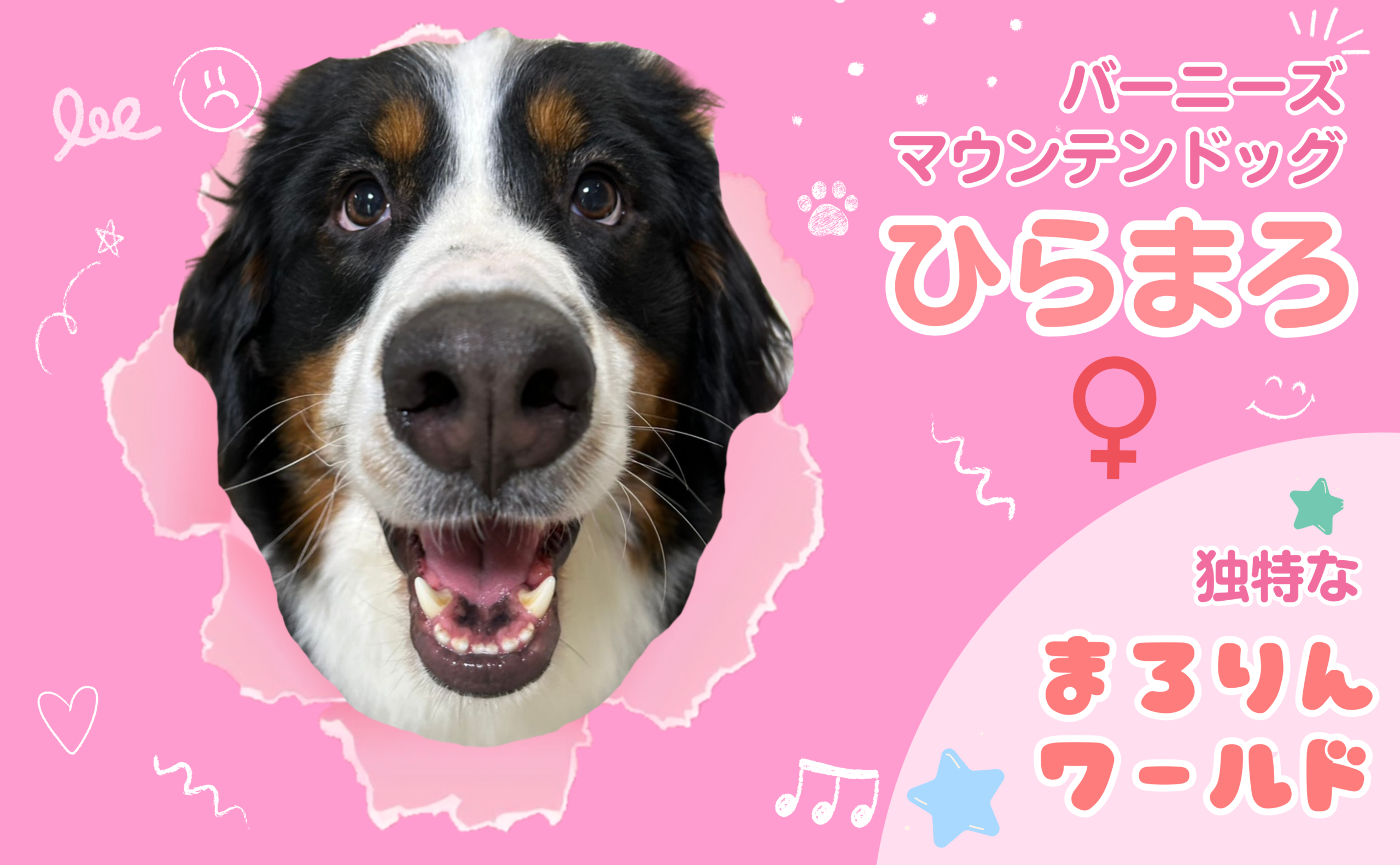 バーニーズマウンテンドッグ