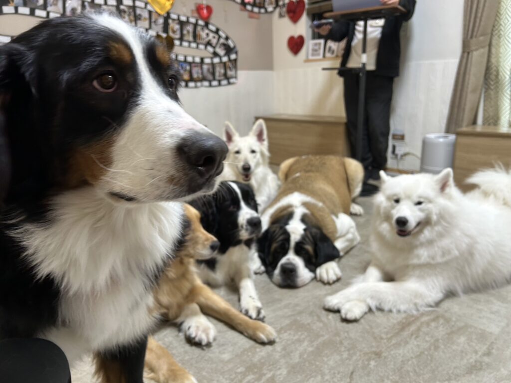 大型犬6頭で集合写真をしようとしたら、手前にバーニーズマウンテンドッグが割り込んできた様子