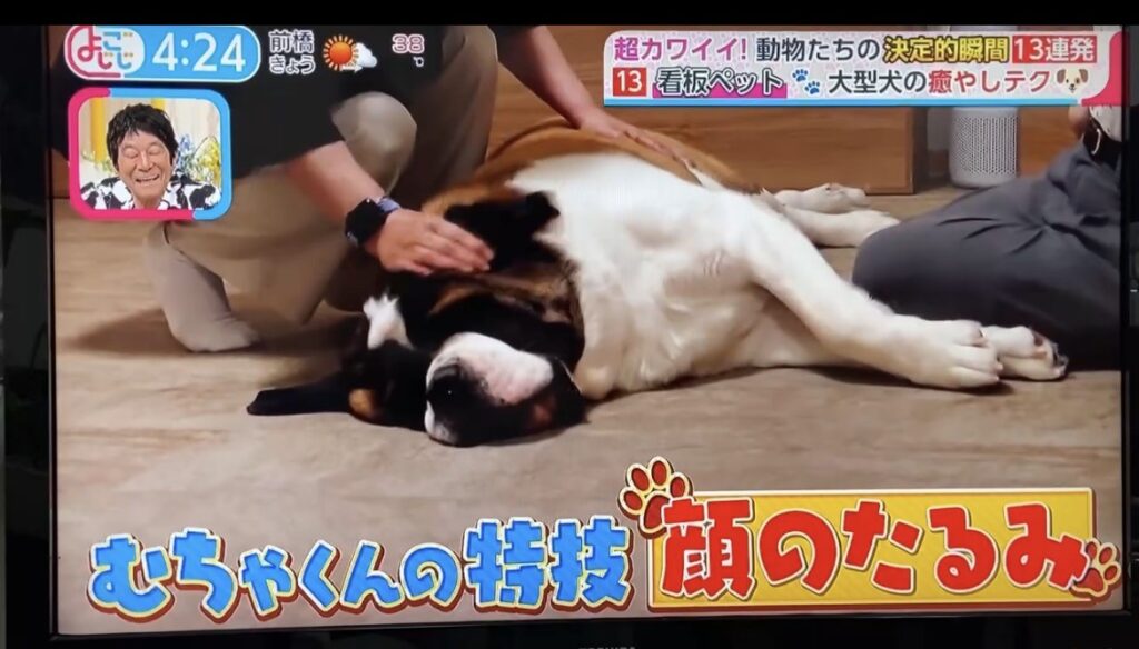 セントバーナード むちゃが寝ている様子