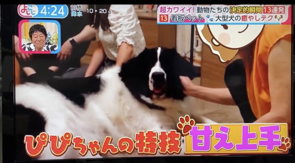 ニューファンドランドとセントバーナードのミックス犬が、お客様に撫でられる様子