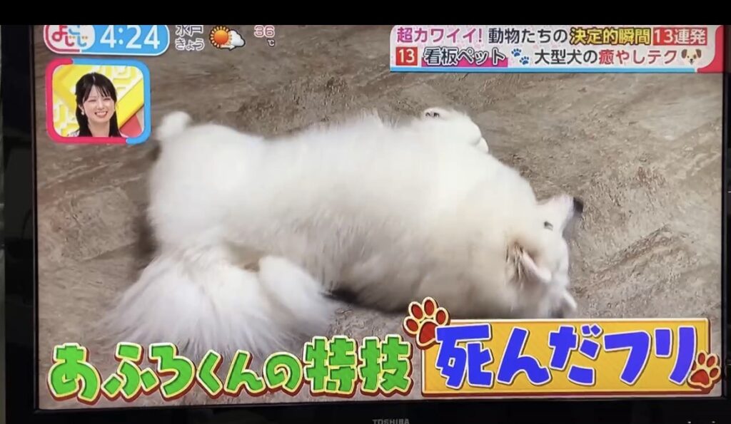 サモエドが横になっている様子