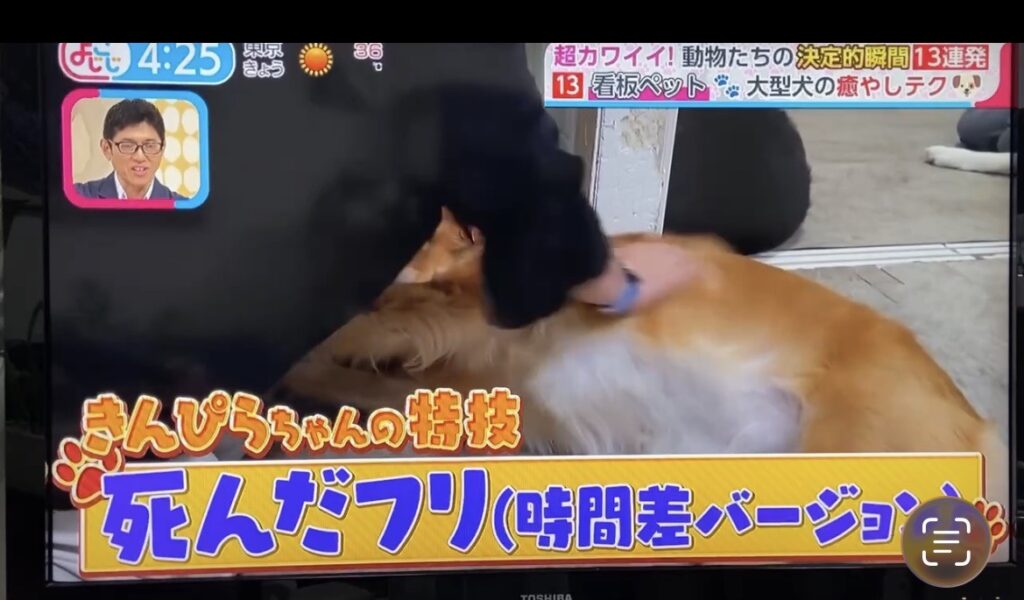 ゴールデンレトリバーが横になっている様子