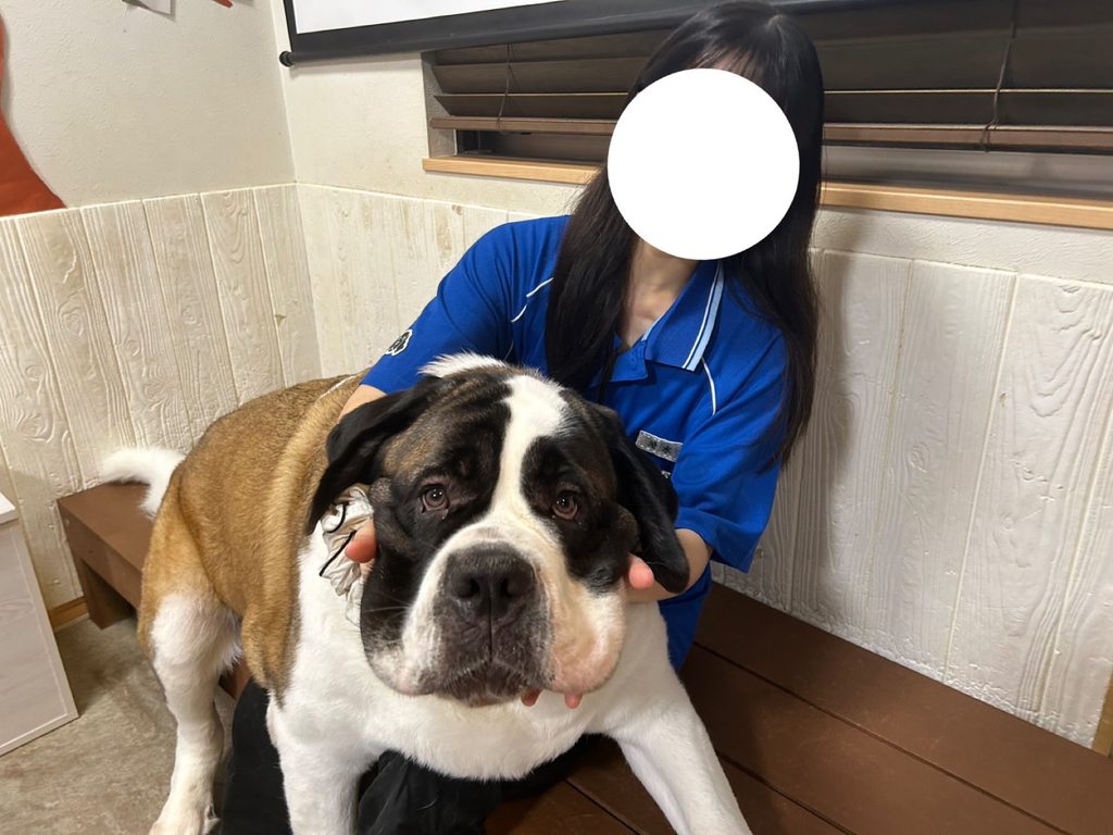 インターン生が膝にセントバーナードを乗せている写真。