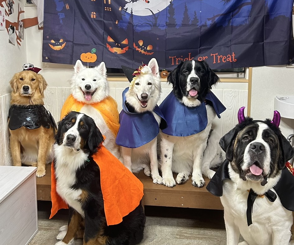 ハロウィンのコスプレをした大型犬6頭