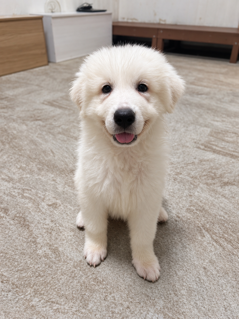 グレートピレニーズの赤ちゃんがこちらをニコニコみている様子